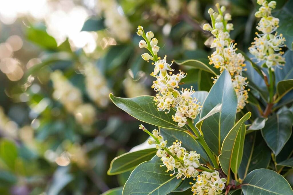 bay tree