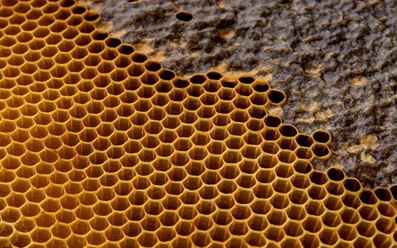 The Harvesting Process of Mad Honey