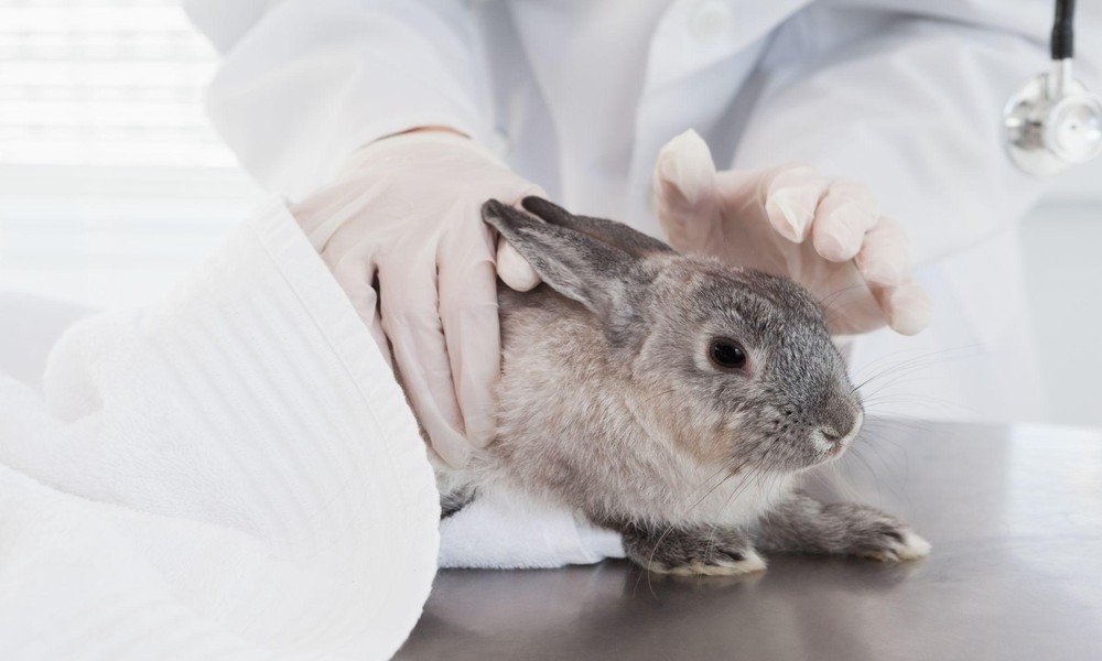 6 Questions to Ask Before Choosing a Rabbit Vet in Singapore