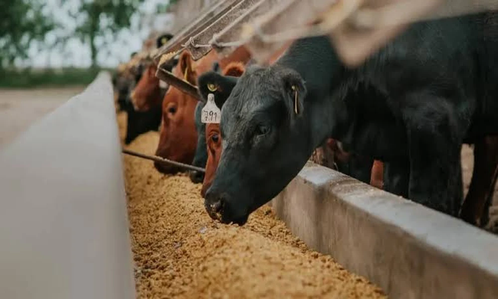 How Livestock Flow Planning Can Improve Cattle Yard Operations